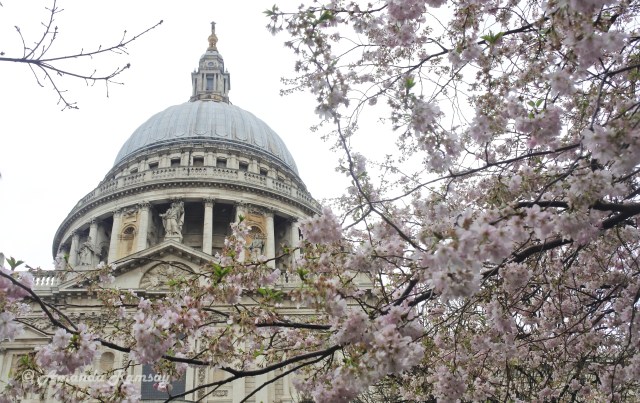 St Paul's Cathedral with Blossom_edited-1
